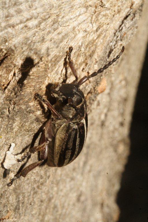 Dorcadion (Pedestredorcadion) etruscum